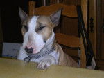 Bull Terrier "PSYCHO" - Bull Terrier