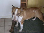 Bull terrier "PSYCHO" - Bull Terrier