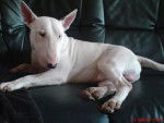 bull terrier dodger's - Bull Terrier