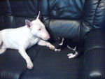 bull terrier dodger's - Bull Terrier