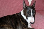 Bull Terrier - Mala - Bull Terrier