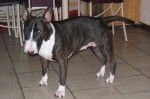 Bull Terrier - Mala - Bull Terrier