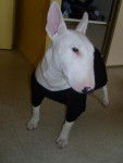bull terrier Bulle - Bull Terrier