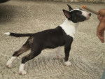 bull terrier - Bull Terrier