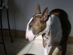 Skunk, mon Bull Terrier - Bull Terrier