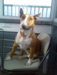 bull terrier kyla - Bull Terrier