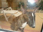 thai dehors bull terrier - Bull Terrier