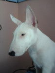 cyrius bull terrier - Bull Terrier
