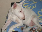 bull terrier chikita - Bull Terrier
