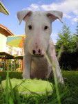 bull terrier chikita - Bull Terrier