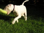 bull terrier chikita - Bull Terrier