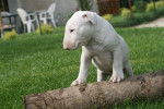 bull terrier - Bull Terrier