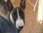 bull terrier chanel - Bull Terrier