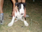 ESTUPENDO bull terrier - Bull Terrier
