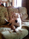 2 PAC dog argentin X bull terrier - Bull Terrier