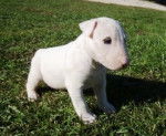 Oxmo Bull Terrier - Bull Terrier