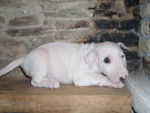 Oxmo Bull Terrier - Bull Terrier