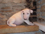 Oxmo bull terrier - Bull Terrier