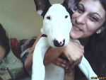 bull terrier mon ptit pignouf - Bull Terrier