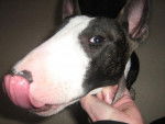 bull térrier EDEN - Bull Terrier