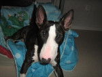 bull térrier EDEN - Bull Terrier