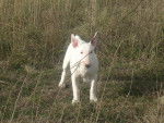 Bull-Terrier Voici Epona - Bull Terrier
