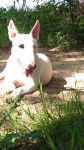 Oxmo BULL TERRIER - Bull Terrier