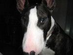 eden bull térrier - Bull Terrier