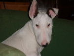 Foster - Bull terrier - Bull Terrier