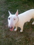 Oxmo Mon bull terrier - Bull Terrier