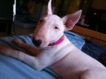 bull terrier PINK - Bull Terrier