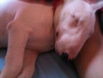 bull terrier PINK - Bull Terrier