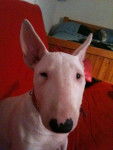 bull terrier pink - Bull Terrier