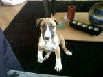 bull terrier ayko - Bull Terrier