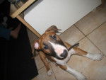 bull terrier ayko - Bull Terrier