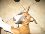 bull terrier ayko - Bull Terrier