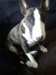 bull térrier - Bull Terrier