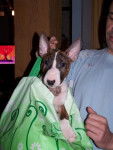 Bull terrier, Galaxie - Bull Terrier