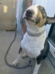 bull terrier GAYA - Bull Terrier