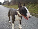 bull térrier - Bull Terrier