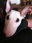 bull terrier geisha 6 mois - Bull Terrier (6 mois)