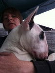 bull terrier - Bull Terrier