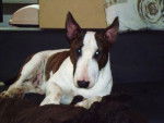 BULL TERRIER - FALCO (FONDZI) par VASCO - Bull Terrier Mâle