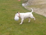 Bad boy - Bull Terrier Mâle (10 ans)