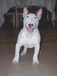 Didi - Bull Terrier
