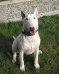 Looping a 10 mois - Bull Terrier (10 mois)