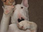 Looping - Bull Terrier