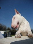 Looping a 10 mois - Bull Terrier (10 mois)