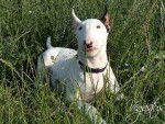 Vegas - Bull Terrier