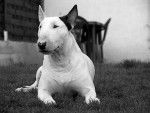 Vegas - Bull Terrier